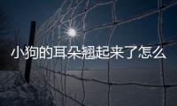 小狗的耳朵翹起來了怎么回事啊？小狗耳朵翹起來是什么原因