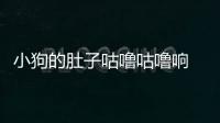 小狗的肚子咕嚕咕嚕響  小狗的肚子咕嚕咕嚕叫