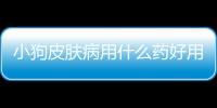 小狗皮膚病用什么藥好用(治療小狗的皮膚病用什么藥好)