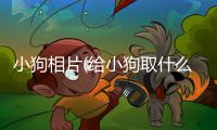 小狗相片(給小狗取什么名字吉利)