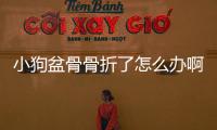 小狗盆骨骨折了怎么辦啊？小狗盆骨骨折可以自己修復嗎