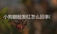 小狗眼瞼發紅怎么回事(小狗眼瞼增生怎么辦)