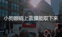 小狗眼睛上藍膜能取下來嗎(小狗眼睛上有透明的膜)