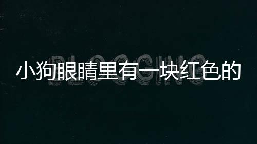 小狗眼睛里有一塊紅色的肉(小狗眼睛里有紅色的東西)