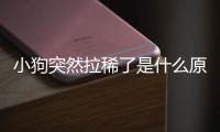 小狗突然拉稀了是什么原因(兩個月小狗拉稀是什么原因)