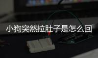 小狗突然拉肚子是怎么回事(小狗突然就死了是什么原因)