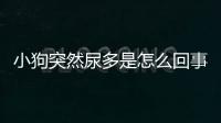 小狗突然尿多是怎么回事(小狗一摸就尿怎么辦)