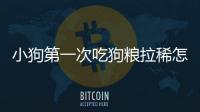 小狗第一次吃狗糧拉稀怎么回事(小狗吃泡的狗糧拉稀)