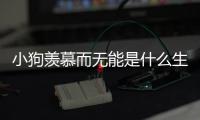 小狗羨慕而無能是什么生肖？小狗羨慕而無能,三江水淺魚來少是什么生肖