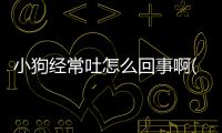 小狗經常吐怎么回事啊(小狗吐白沫是什么原因)