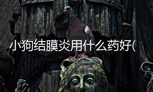 小狗結膜炎用什么藥好(小狗得結膜炎怎么治療)