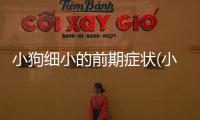 小狗細小的前期癥狀(小狗細小什么癥狀)