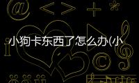 小狗卡東西了怎么辦(小狗嘴里卡東西怎么辦)