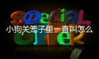 小狗關籠子里一直叫怎么辦(小狗關籠子里一直叫能叫多久)