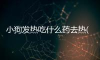 小狗發(fā)熱吃什么藥去熱(小狗發(fā)熱了用什么藥)