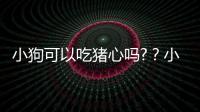 小狗可以吃豬心嗎?？小狗可以吃豬心肺嗎