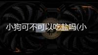 小狗可不可以吃鹽嗎(小狗可不可以吃鹽味大的東西)