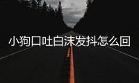 小狗口吐白沫發(fā)抖怎么回事？小狗口吐白沫發(fā)抖