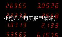 小狗幾個月剪指甲最好(小狗剪指甲剪到哪合適)