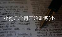 小狗幾個(gè)月開始訓(xùn)練(小狗幾個(gè)月訓(xùn)練大小便)
