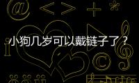 小狗幾歲可以戴鏈子了？狗狗多大可以帶鏈子