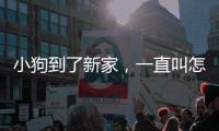 小狗到了新家，一直叫怎么辦？ 小狗到新家晚上一直叫怎么辦