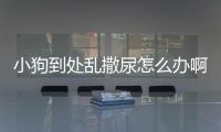 小狗到處亂撒尿怎么辦啊？狗狗到處亂撒尿怎么辦