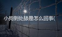 小狗到處舔是怎么回事(小狗到處亂跑是怎么回事)