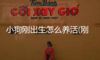 小狗剛出生怎么養(yǎng)活(剛出生幼犬人工喂養(yǎng)方法)