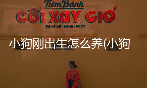 小狗剛出生怎么養(小狗剛出生吃什么)