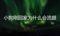 小狗剛回家為什么會流眼淚呢？狗狗剛回家
