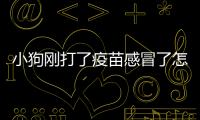 小狗剛打了疫苗感冒了怎么辦呢(狗狗接種疫苗后感冒了怎么辦)