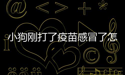 小狗剛打了疫苗感冒了怎么辦呢(狗狗接種疫苗后感冒了怎么辦)