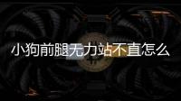 小狗前腿無力站不直怎么回事(小狗前腿彎曲怎么回事能恢復嗎)