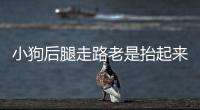 小狗后腿走路老是抬起來(小狗后腿無力走路晃悠)