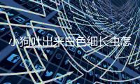 小狗吐出來白色細長蟲怎么辦(小狗吐出來白色的長蟲子怎么回事)
