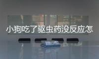 小狗吃了驅蟲藥沒反應怎么回事(狗狗吃了驅蟲藥沒反應)