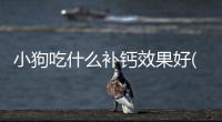 小狗吃什么補鈣效果好(小狗吃什么長得快又壯)