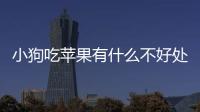 小狗吃蘋果有什么不好處？給小狗吃蘋果