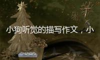 小狗聽覺的描寫作文，小狗聽覺的資料