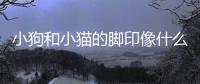 小狗和小貓的腳印像什么(小貓小狗腳印區別)