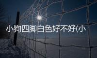 小狗四腳白色好不好(小狗四腳白毛好不好)