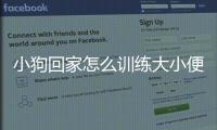 小狗回家怎么訓練大小便(小狗回家一直抖)