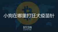 小狗在哪里打狂犬疫苗針？小狗到哪里打狂犬疫苗