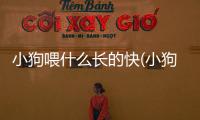 小狗喂什么長的快(小狗喂什么奶粉)