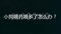 小狗喂藥喂多了怎么辦？狗狗藥喂多了