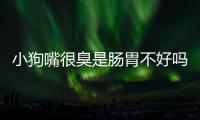 小狗嘴很臭是腸胃不好嗎吃什么藥(小狗嘴很臭是腸胃不好嗎怎么治療)