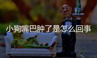 小狗嘴巴腫了是怎么回事(小狗突然嘴巴腫了怎么回事)