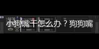小狗嘴干怎么辦？狗狗嘴唇干怎么回事