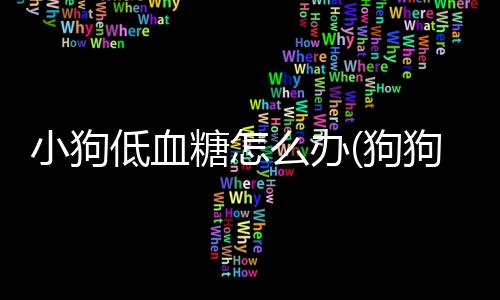 小狗低血糖怎么辦(狗狗低血糖后拉稀)